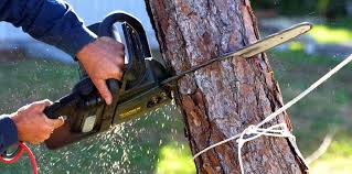 Professional Tree Removal in Saks, AL