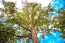 Best Tree Trimming and Pruning  in Saks, AL