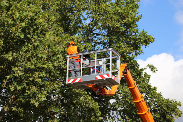  Saks, AL Tree Removal Pros
