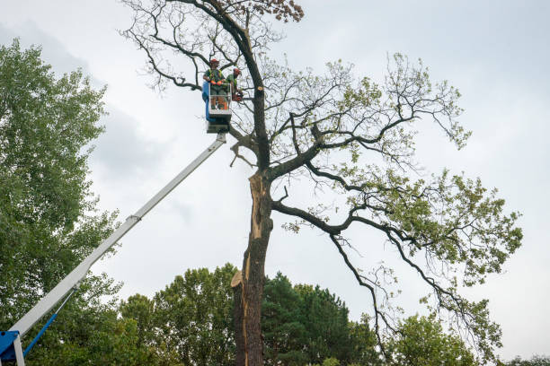 Best Tree Health Inspection  in Saks, AL