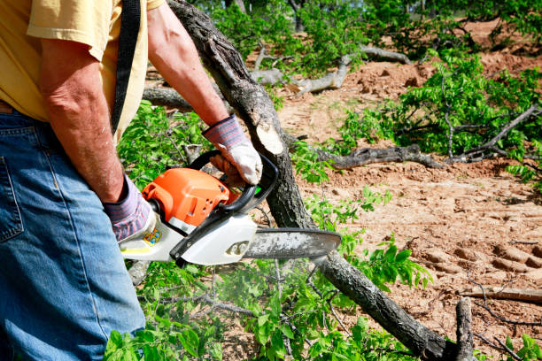 Best Tree Cabling and Bracing  in Saks, AL